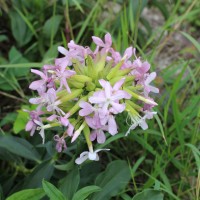 Verbena aristigera S.Moore